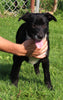 Lab Mix Puppy For Sale Sugarcreek OH Male-Barkley