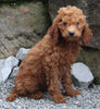 Goldendoodle For Sale Millersburg OH Female-Nova