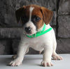 Jack Russel For Sale Millersburg OH Male-Asher