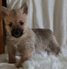 AKC Registered Cairn Terrier For Sale Millersburg OH Male-Myles