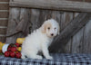 F1B Medium Labradoodle For Sale Millersburg OH Female-Flurry