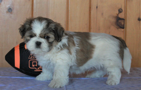 Shih Tzu For Sale Millersburg, OH Male- Spotty *House Trained*
