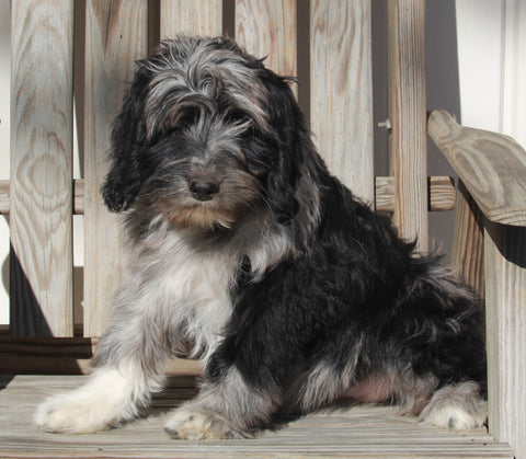 Aussiedoodle For Sale Millersburg OH Female-Tasha