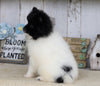 Pomeranian For Sale Millersburg, OH Male- Charles