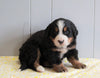 AKC Registered Bernese Mountain Dog For Sale Millersburg, OH Male- Charlie