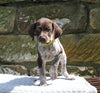 AKC Registered German Shorthaired Pointer For Sale Fredericksburg OH Female-Marley