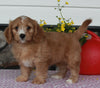 Cavapoo For Sale Sugarcreek OH Female-Sally