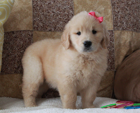 Golden Retriever For Sale Sugarcreek, OH Female- Carma