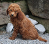 Goldendoodle For Sale Millersburg OH Female-Nova