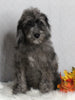 F1B Medium Labradoodle For Sale Millersburg OH Male-Felix