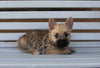 AKC Registered Cairn Terrier For Sale Millersburg OH Male-Adam