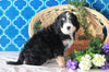 Bernedoodle For Sale Sugarcreek, OH Male- Ryder
