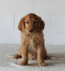 AKC Registered Golden Retriever For Sale Millersburg OH Male-Fido