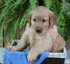 AKC Registered Golden Retriever For Sale Shreve OH Female-Hope