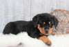 AKC Registered Rottweiler For Sale Holmesville, OH Male- Ace