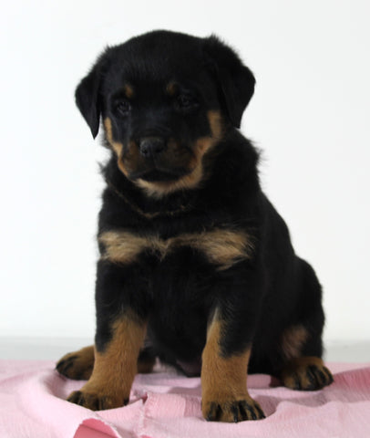 AKC Registered Rottweiler For Sale Wooster OH Female-Bella