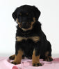 AKC Registered Rottweiler For Sale Wooster OH Female-Bella