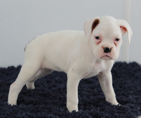 AKC Registered Boxer For Sale Millerburg OH Female-Ashley