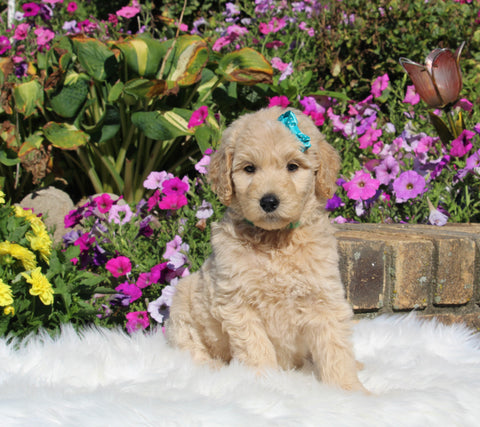 Goldendoodle For Sale Sugarcreek OH Female-Holly