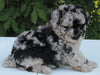 AKC Registered Mini Poodle For Sale Millersburg OH Male-Pluto