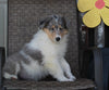 Collie Lassie For Sale Fredricksburg OH Male-Rowdy