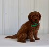 Mini Goldendoodle For Sale Wooster OH Female-Bailey