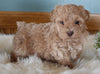 Mini Poodle For Sale Millersburg OH Female-Maggie
