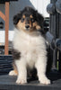 AKC Registered Collie Lassie For Sale Fredericksburg OH Male-Cody