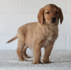AKC Registered Golden Retriever For Sale Millersburg OH Male-Fritz