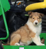 AKC Registered Collie Lassie For Sale Fredericksburg OH Male-Hector
