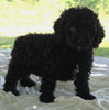 Cockapoo For Sale Dundee OH Male-Jackson