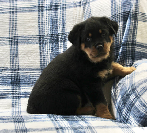 AKC Registered Rottweiler For Sale Shreve Male-King