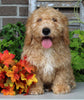 F1BB Mini Labradoodle For Sale Millersburg OH Male-Elmo