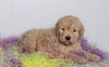 F1B Labradoodle For Sale Millersburg, OH Male- Bruno