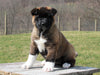 AKC Registered Akita For Sale Millersburg, OH Female- Luna