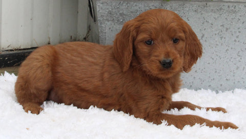 Standard Goldendoodle For Sale Shreve OH Female-Pumpkin