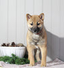 AKC Registered Shiba Inu For Sale Dundee, OH Female- Sally