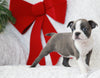 AKC Registered Boston Terrier For Sale Warsaw, OH Female- Echo