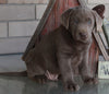 AKC Registered Labrador Retriever Silver For Sale Sugarcreek OH Male-Gabe