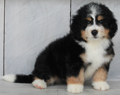 Mini Bernedoodle For Sale Millersburg OH Male-John