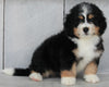 Mini Bernedoodle For Sale Millersburg OH Male-John