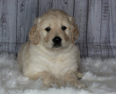 Goldendoodle For Sale Sugarcreek, OH Male- Jackson