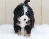 AKC Registered Bernese Mountain Dog For Sale Brinkhaven, OH Male- Moose