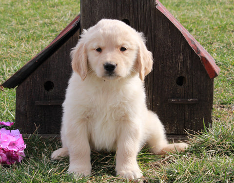AKC Registered Golden Retriever For Sale Fredericksburg, OH Male- Lewie