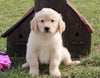 AKC Registered Golden Retriever For Sale Fredericksburg, OH Male- Lewie