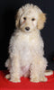 Medium F1B Labradoodle For Sale Millersburg OH Female-Hannah