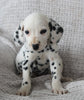 AKC Registered Dalmatian For Sale Wooster OH Male-Ayo