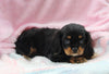 Cavalier For Sale Millersburg OH Female-Teresa