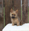 AKC Registered Cairn Terrier For Sale Millersburg OH -Male Weston