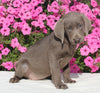 AKC Registered Labrador Retriever For Sale Sugarcreek OH Female-Ivory